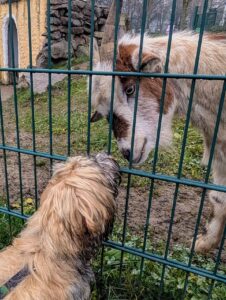 Abenteuer Zoo mit Hund