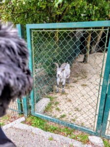 im Zoo Linz